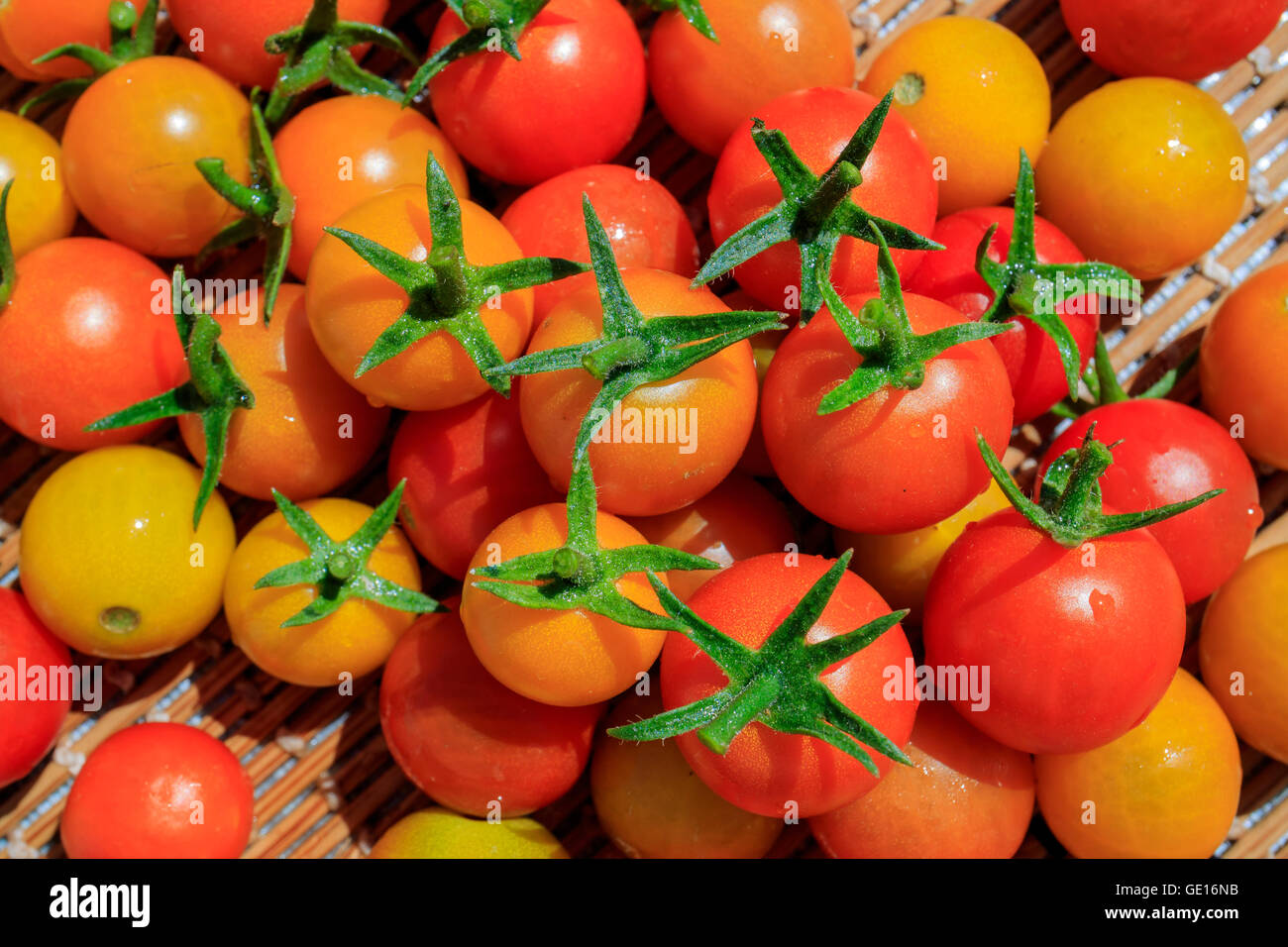 Big harvest of tomato in home garden at Los Angeles Stock Photo