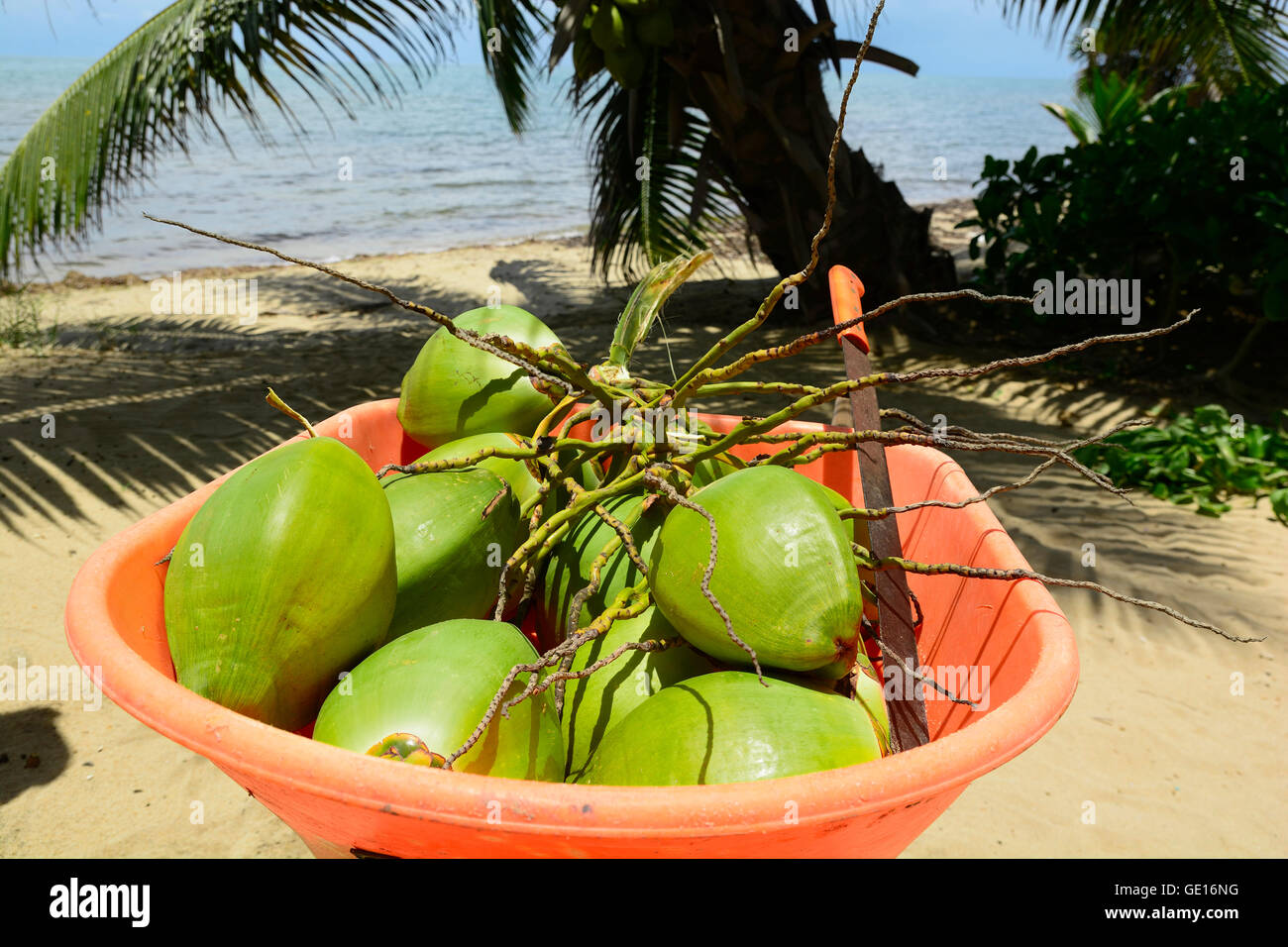 Freshly picked coconuts in a wheelbarrow Stock Photo