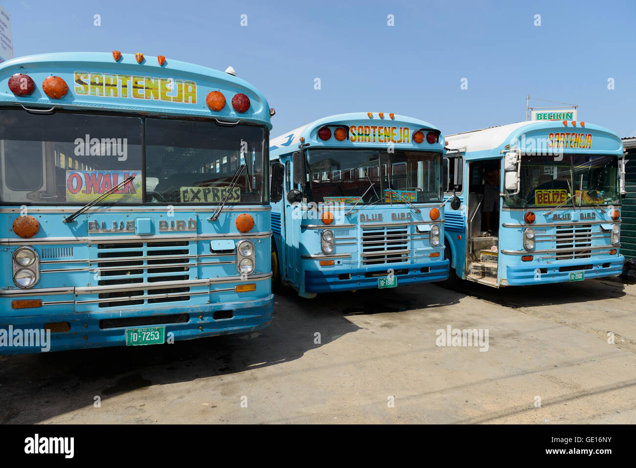 Belize City, Belize - July 14, 2016: Old Blue Bird buses still in service at a bus terminal in Belize City. Stock Photo