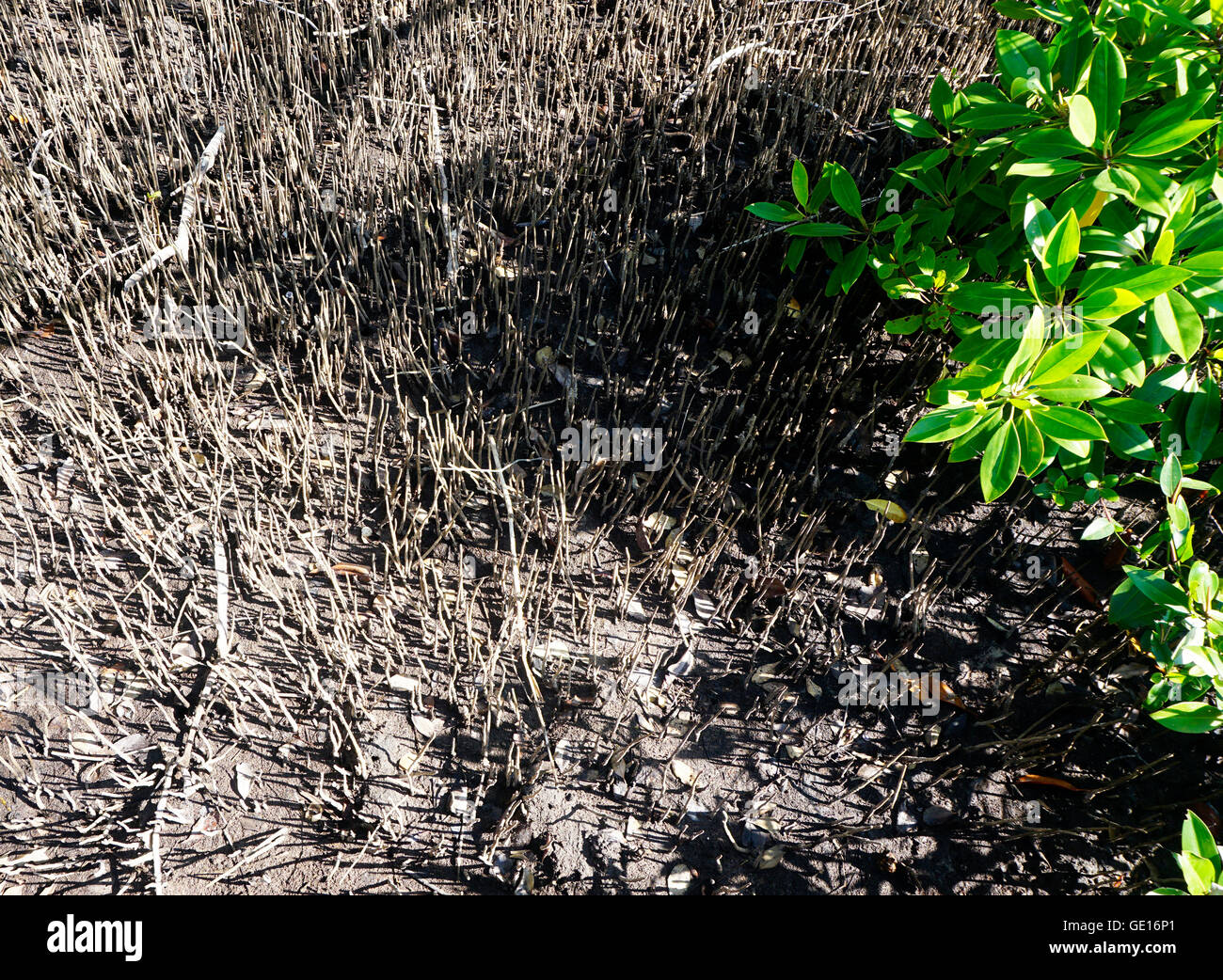 forest mangrove and the roots in chantaburi, Thailand Stock Photo