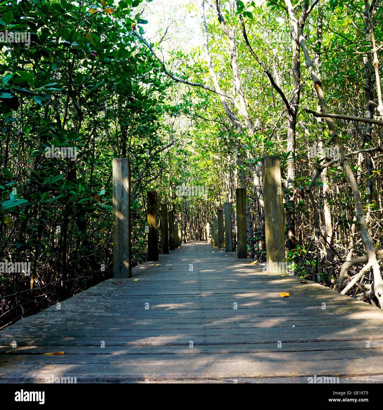 forest mangrove and the walkway worm eye view in chantaburi, Thailand Stock Photo