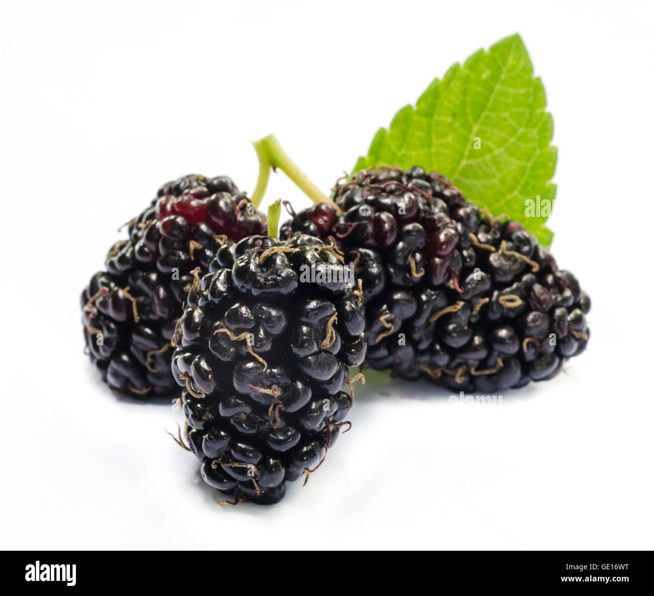 Freshly picked Red Mulberries Morus rubra Eastern United States Stock Photo...