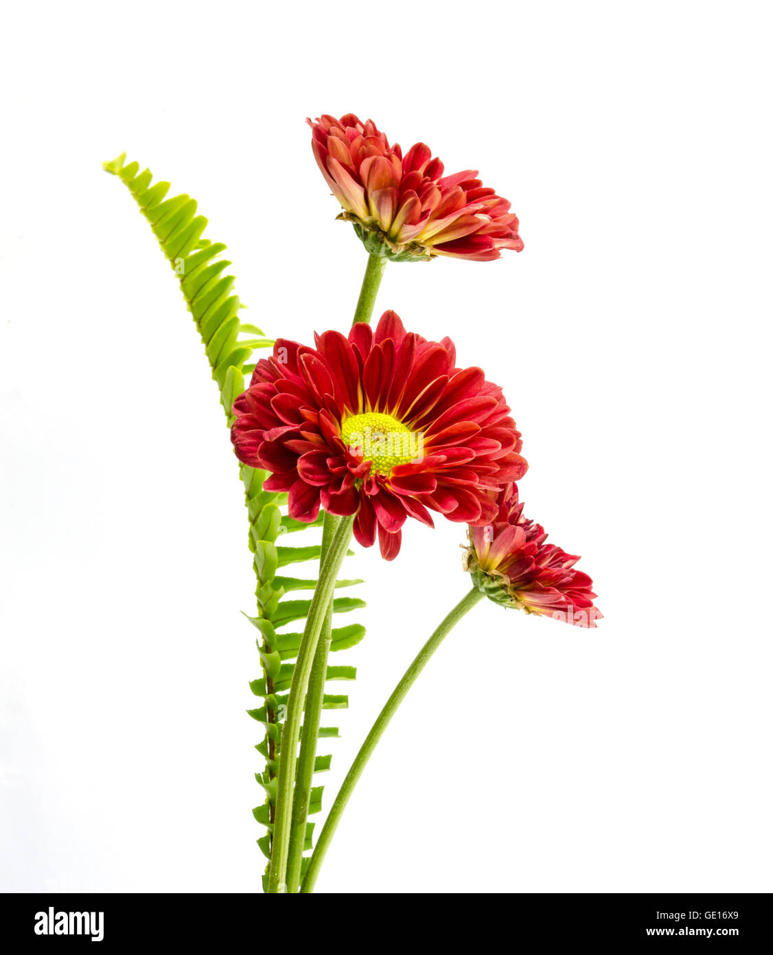 beautiful red flower on a white background Stock Photo - Alamy