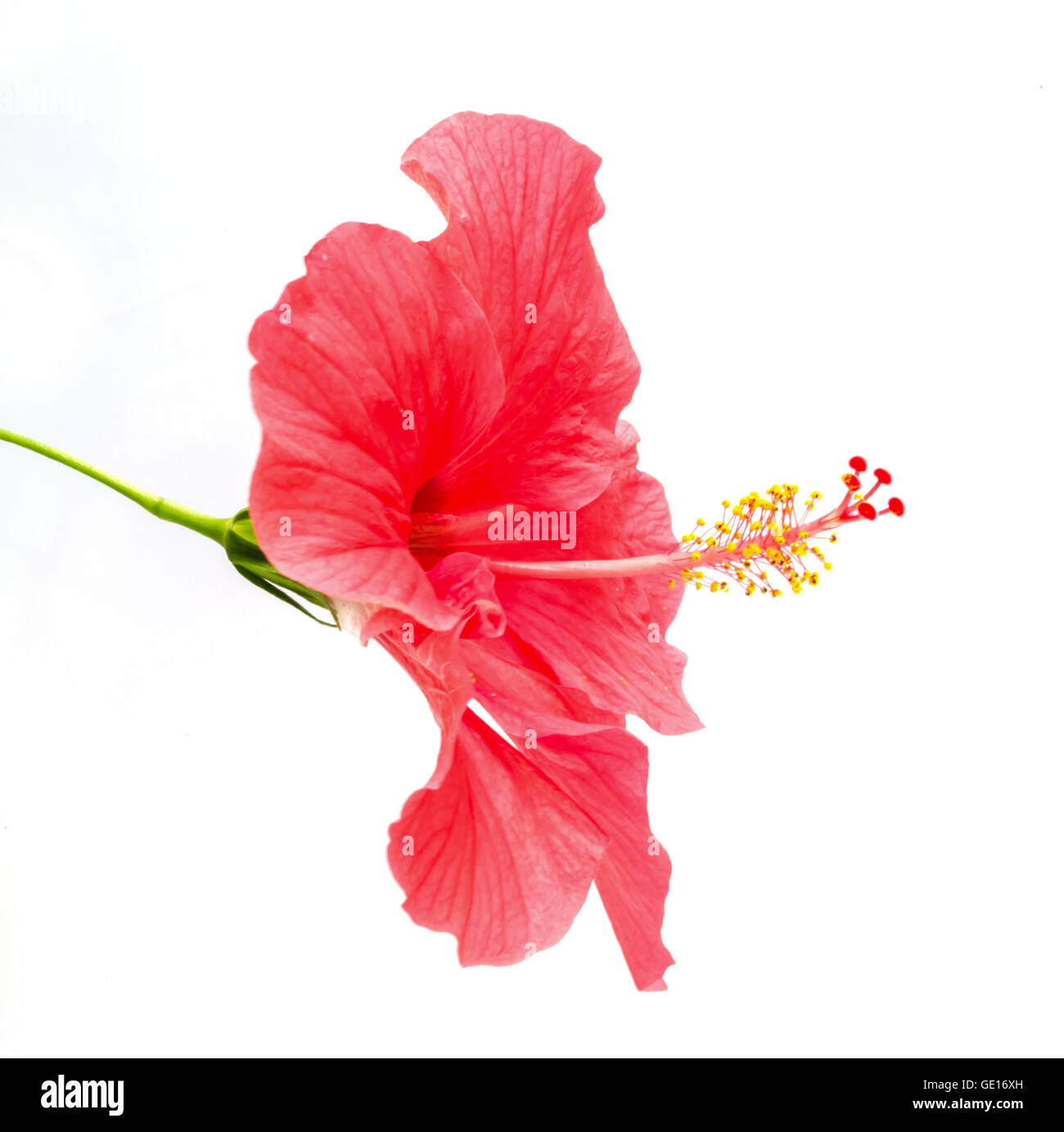 Hibiscus flower vector hi-res stock photography and images - Alamy