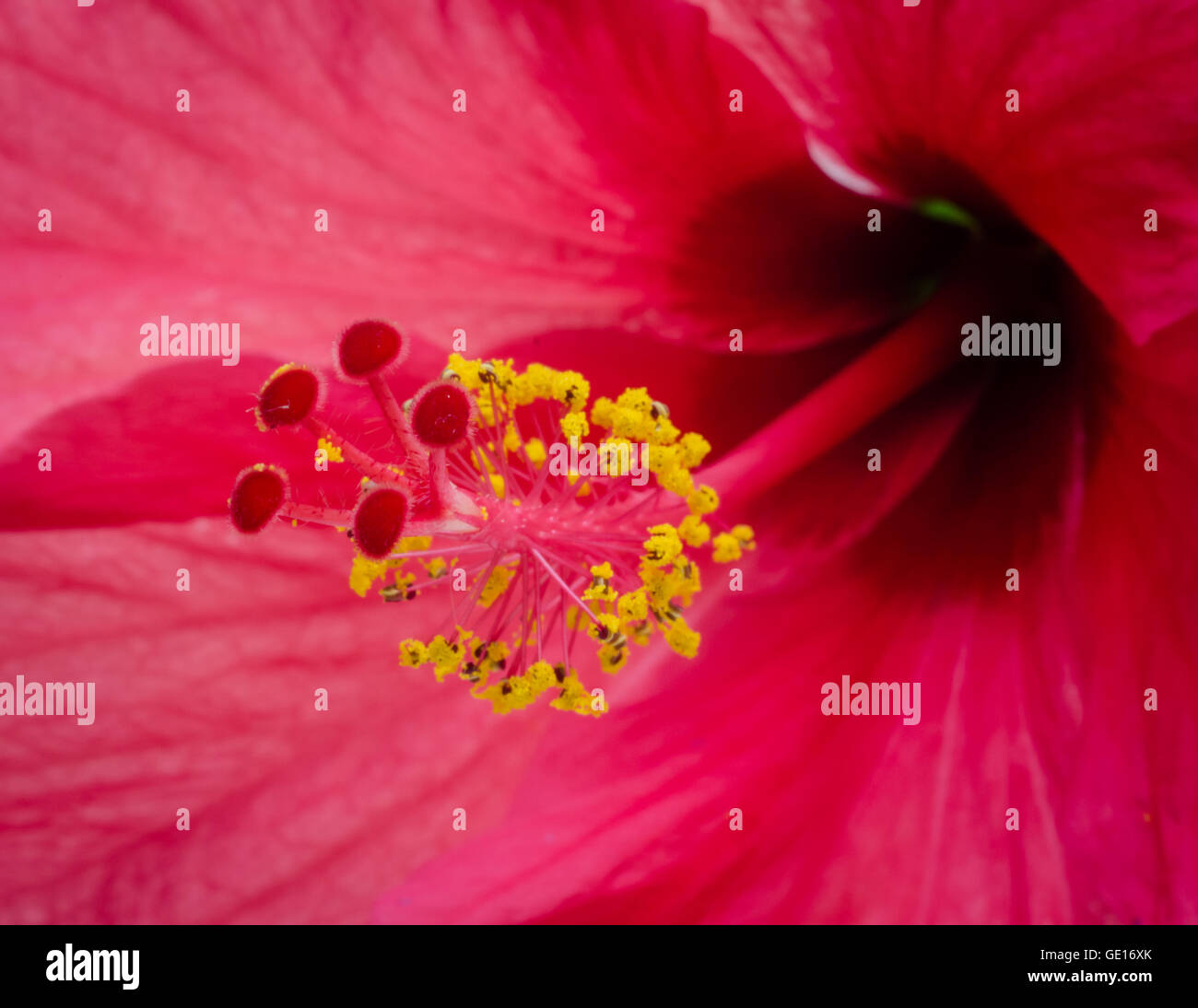 Hibiscus flower vector hi-res stock photography and images - Alamy