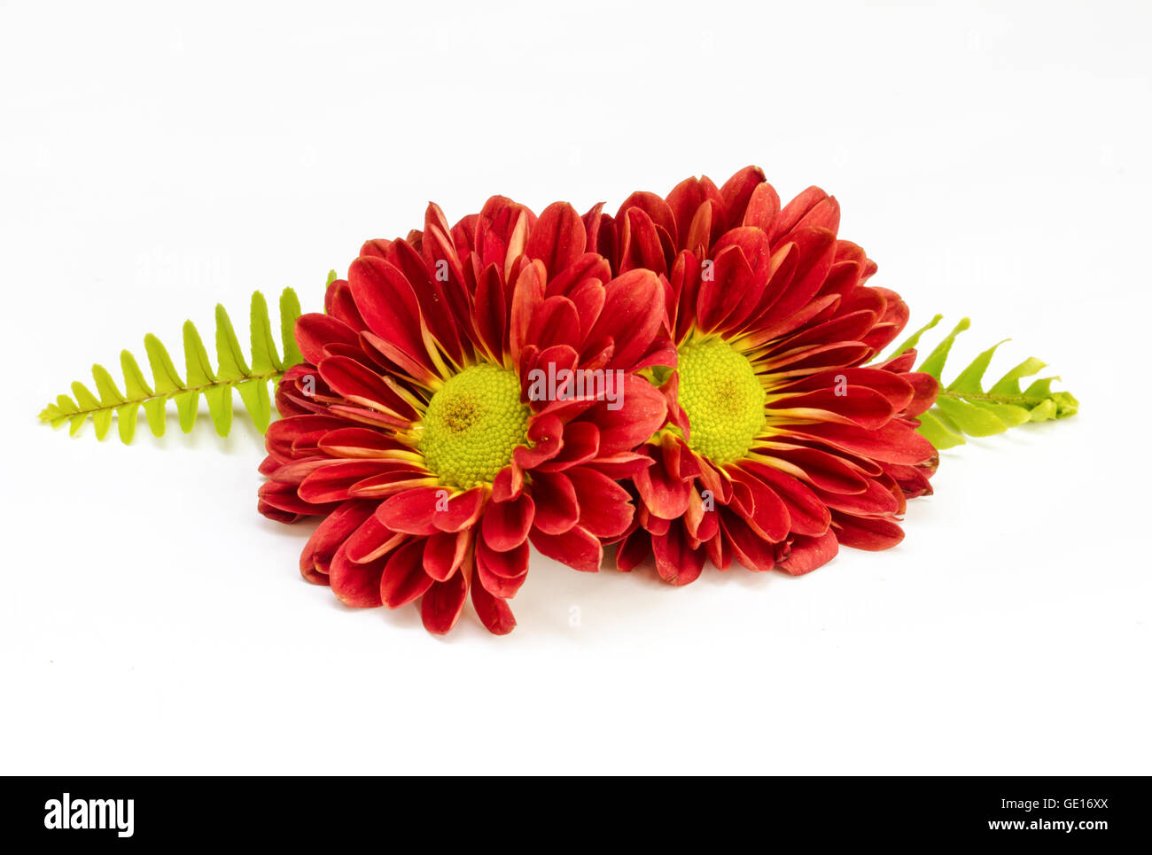 beautiful red flower on a white background Stock Photo Alamy