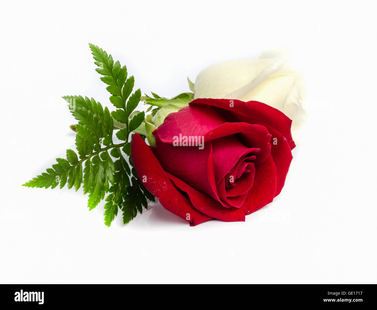 beautiful red and white rose isolated on white background Stock Photo