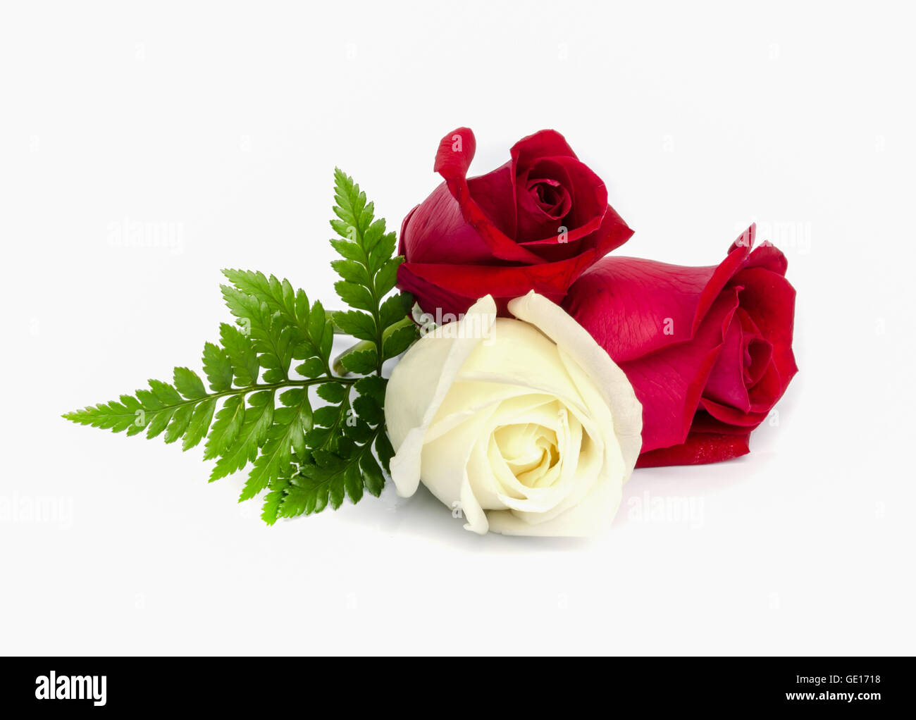 beautiful red and white rose isolated on white background Stock Photo