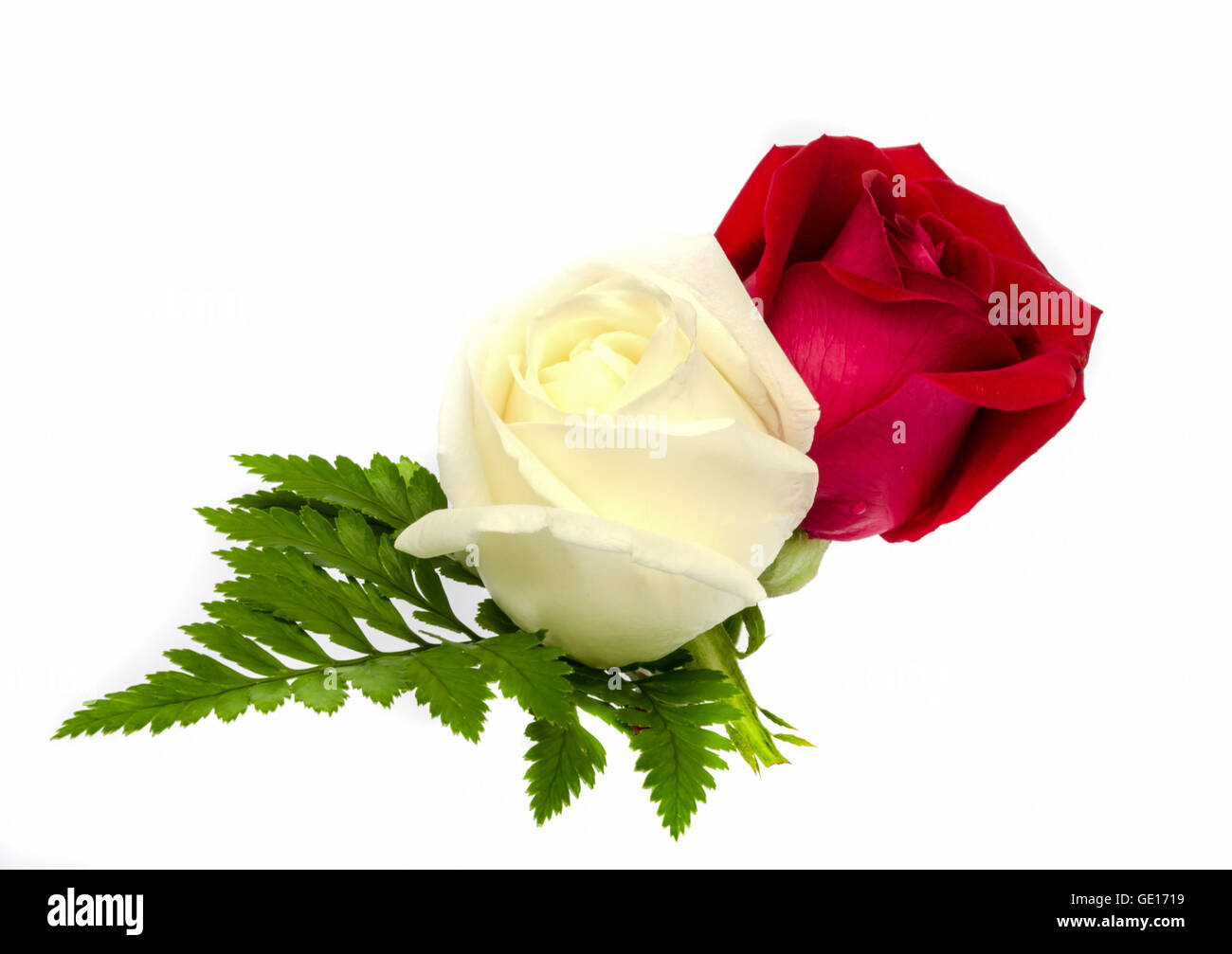 beautiful red and white rose isolated on white background Stock Photo