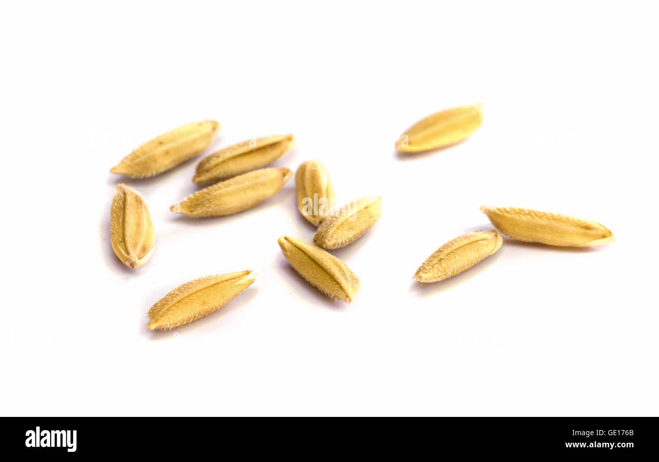 paddy rice seed  on a  white background. Stock Photo
