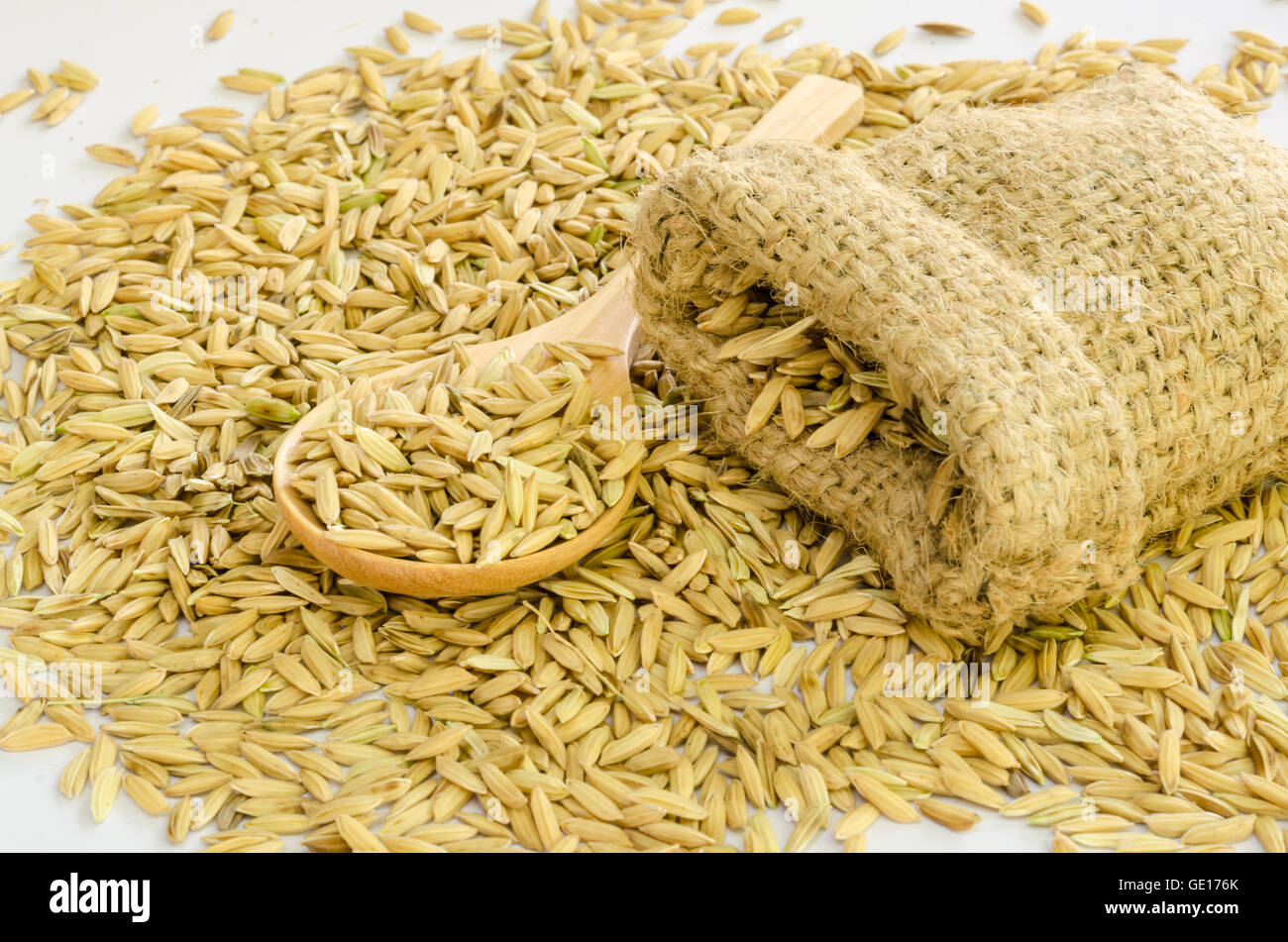 paddy rice seed in a  Burlap sack. Stock Photo