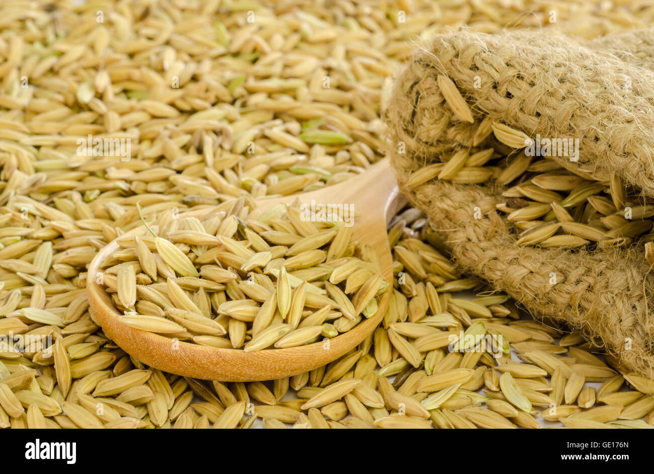 paddy rice seed in a  Burlap sack. Stock Photo