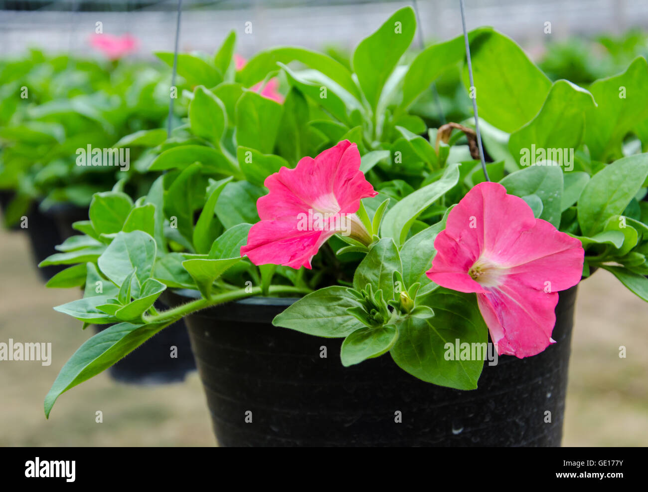 flowers pot nursery for garden in the greenhouse Stock Photo Alamy