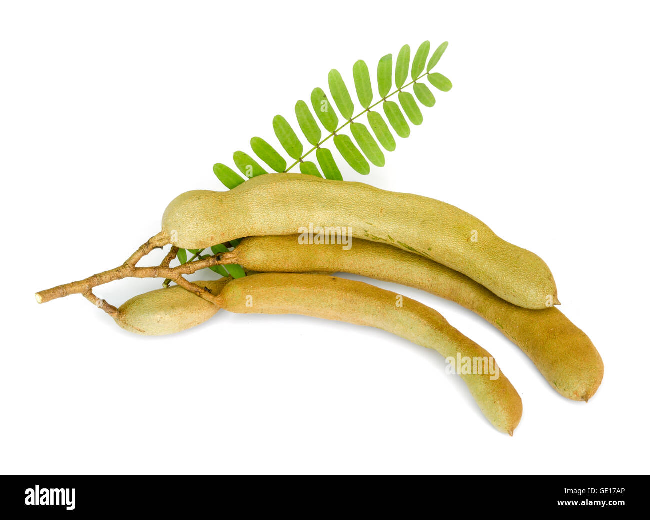 Tamarind When Ripe Ripe Tamarind isolated on a white background Stock Photo - Alamy
