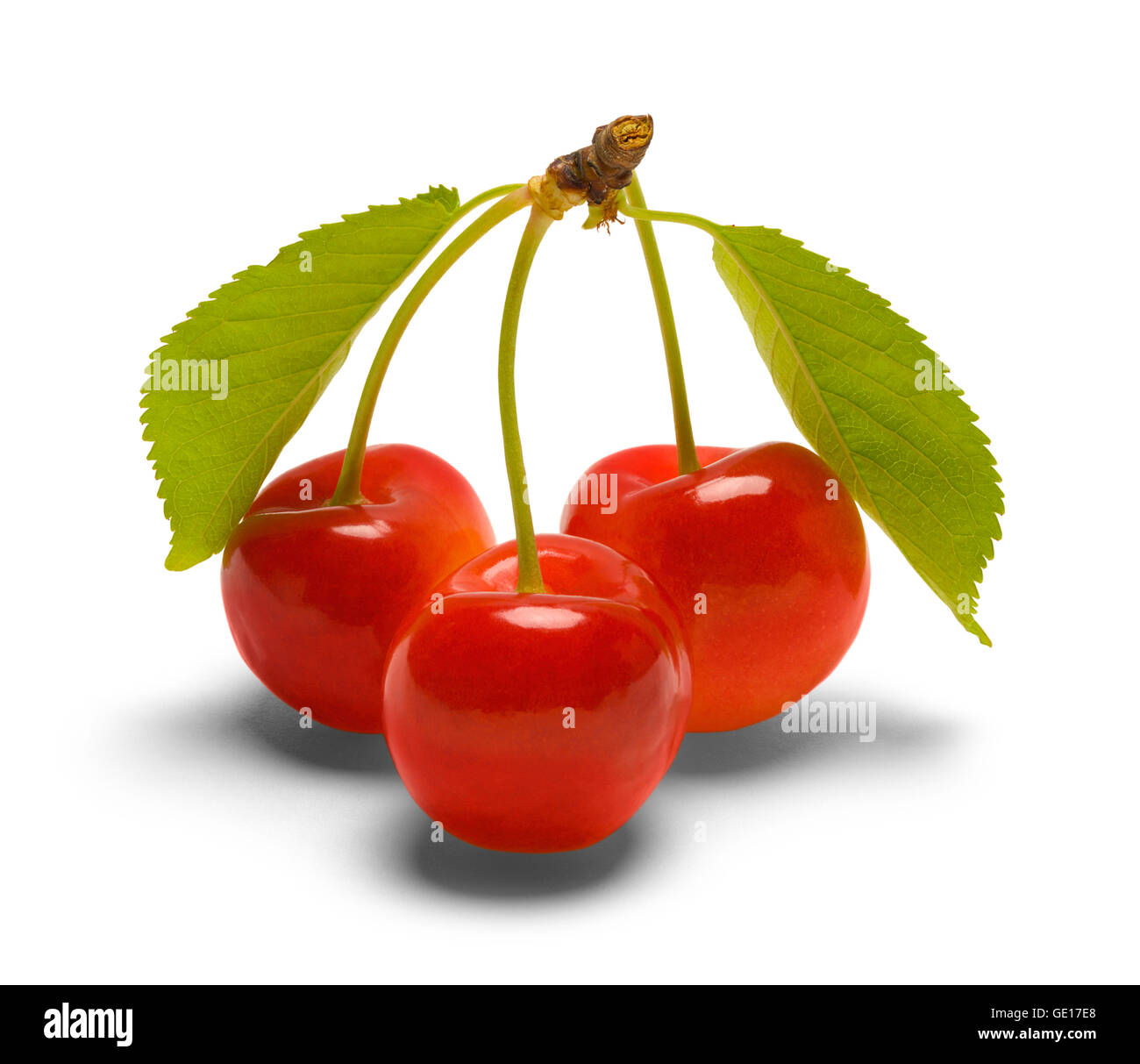 Group of Three Cherries with Leaves Isolated on White Background. Stock Photo