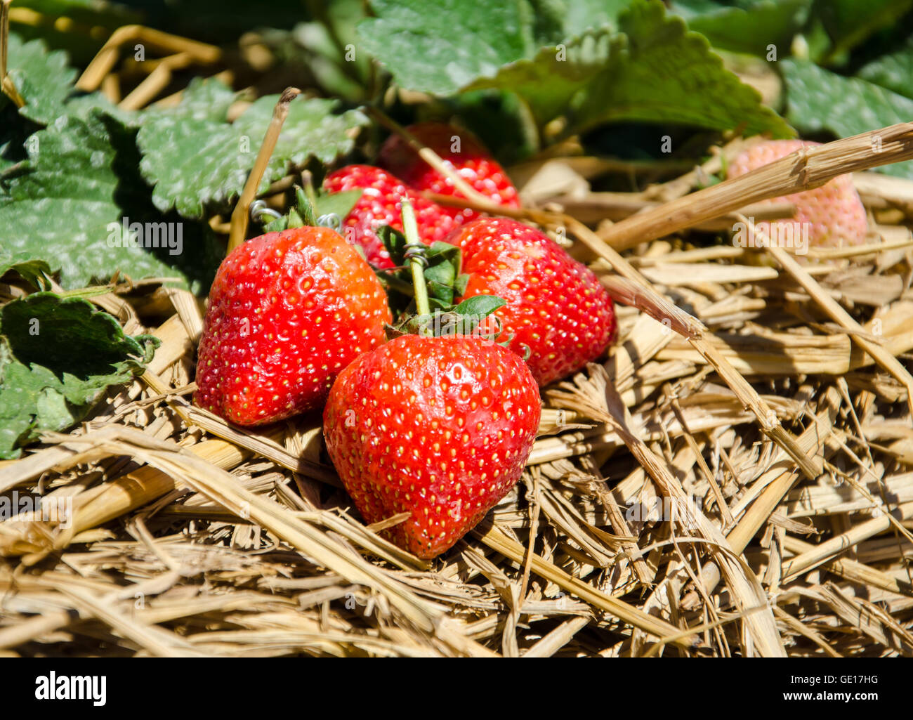 Strawberry on Strawberry Tree In The Garden Stock Photo - Alamy