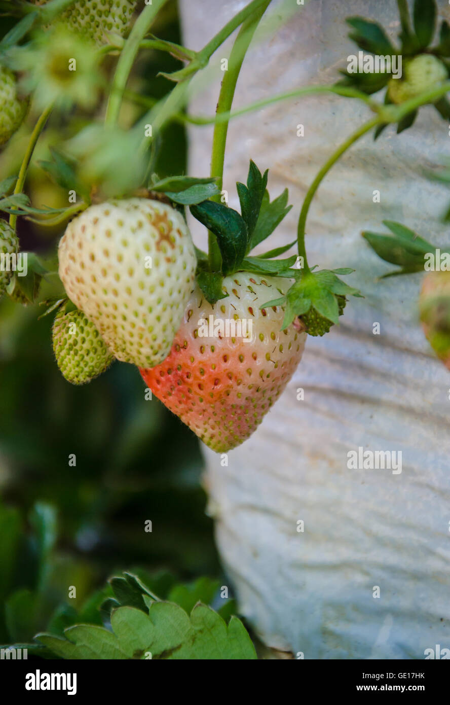 Strawberry tree fruit berry hi-res stock photography and images - Alamy