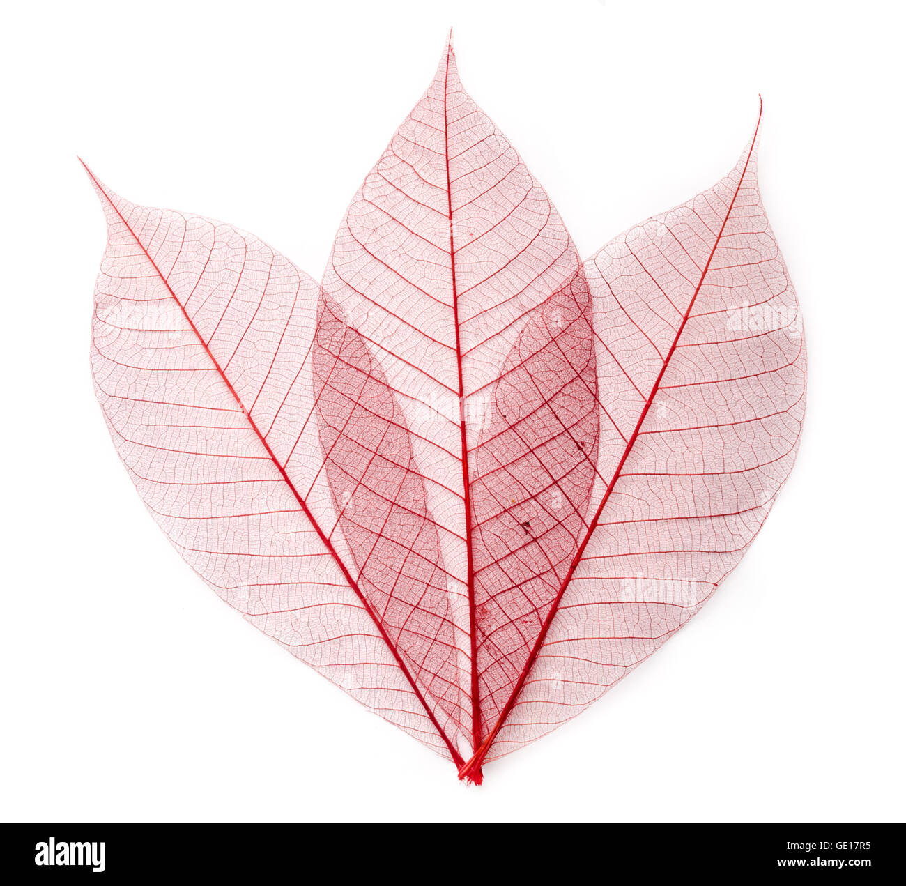dried color leaf transparent isolated on white. Stock Photo