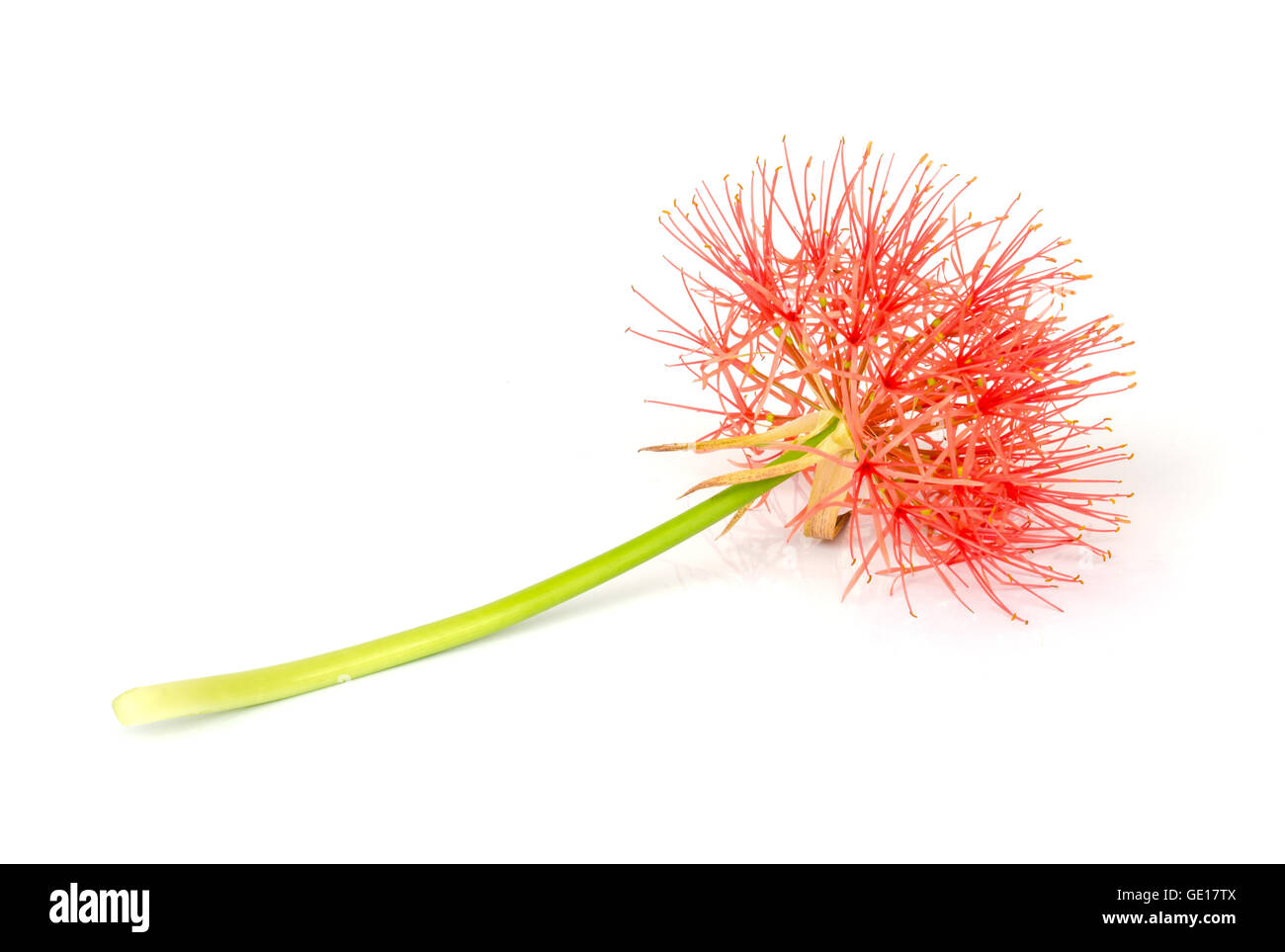 Powder puff lily or Blood flower isolated on white background Stock