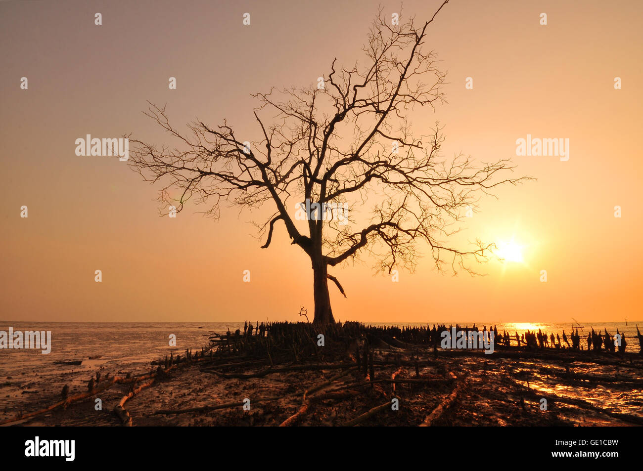 Lone tree by beach at sunset, Selangor, Malaysia Stock Photo