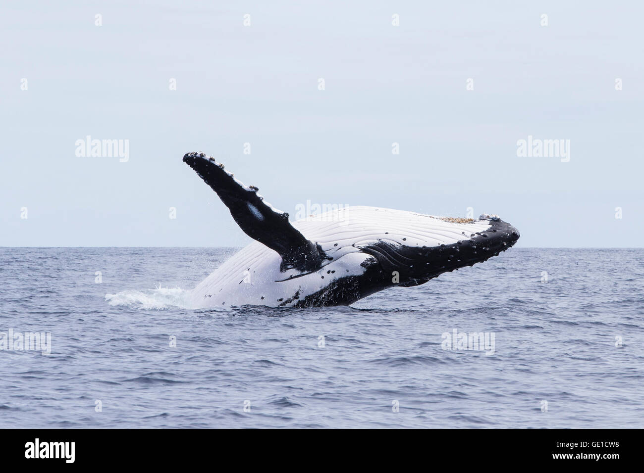 Humpback whale breaching, Tonga, South Pacific Stock Photo