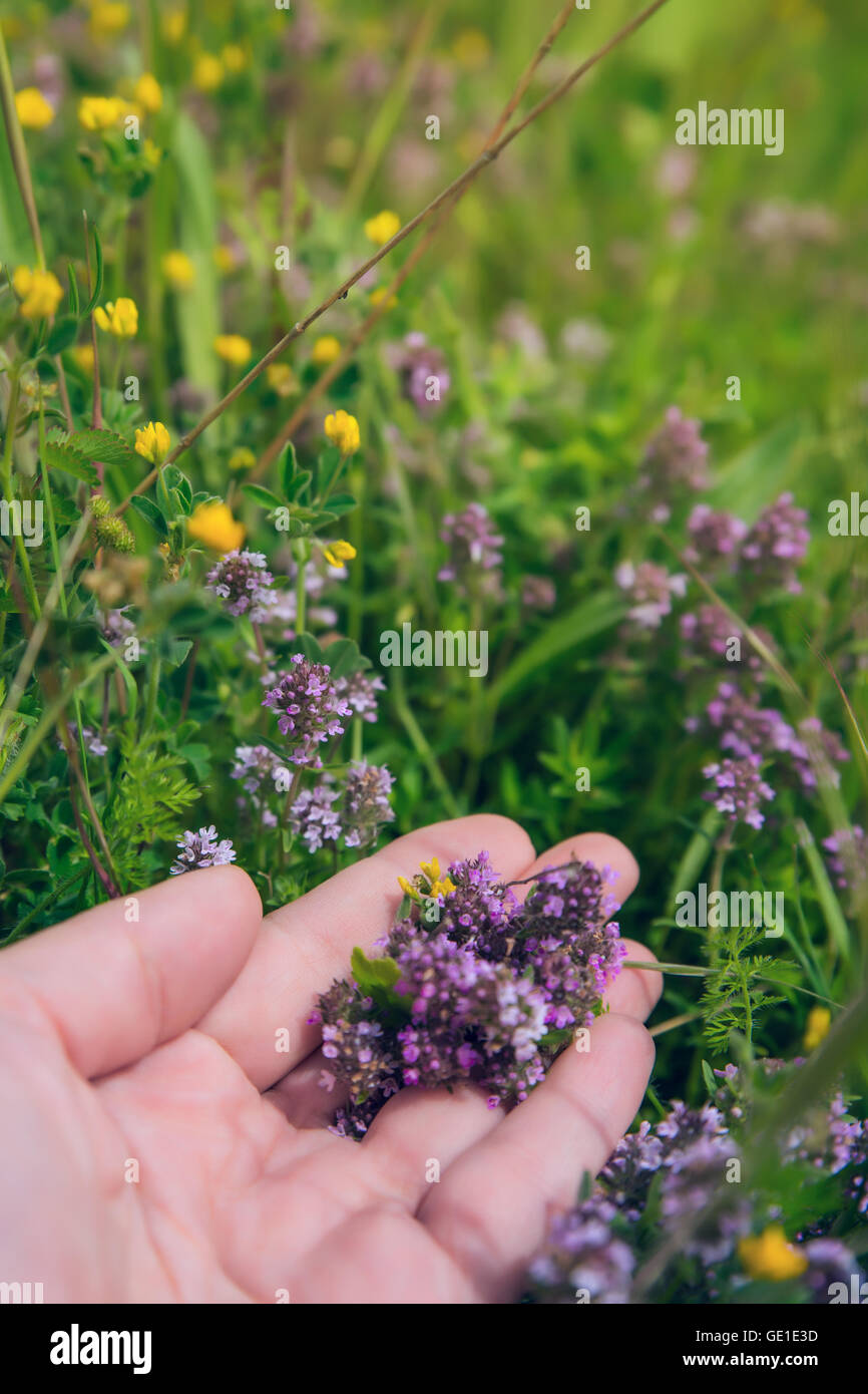 Hand picking lavender flowers Stock Photo