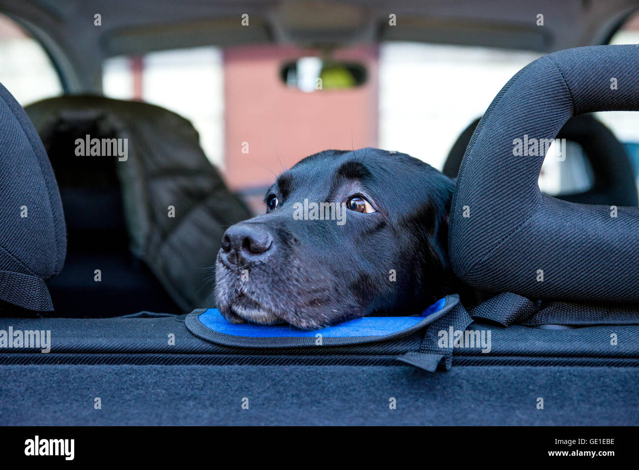Labrador dog sitting in car Stock Photo Alamy