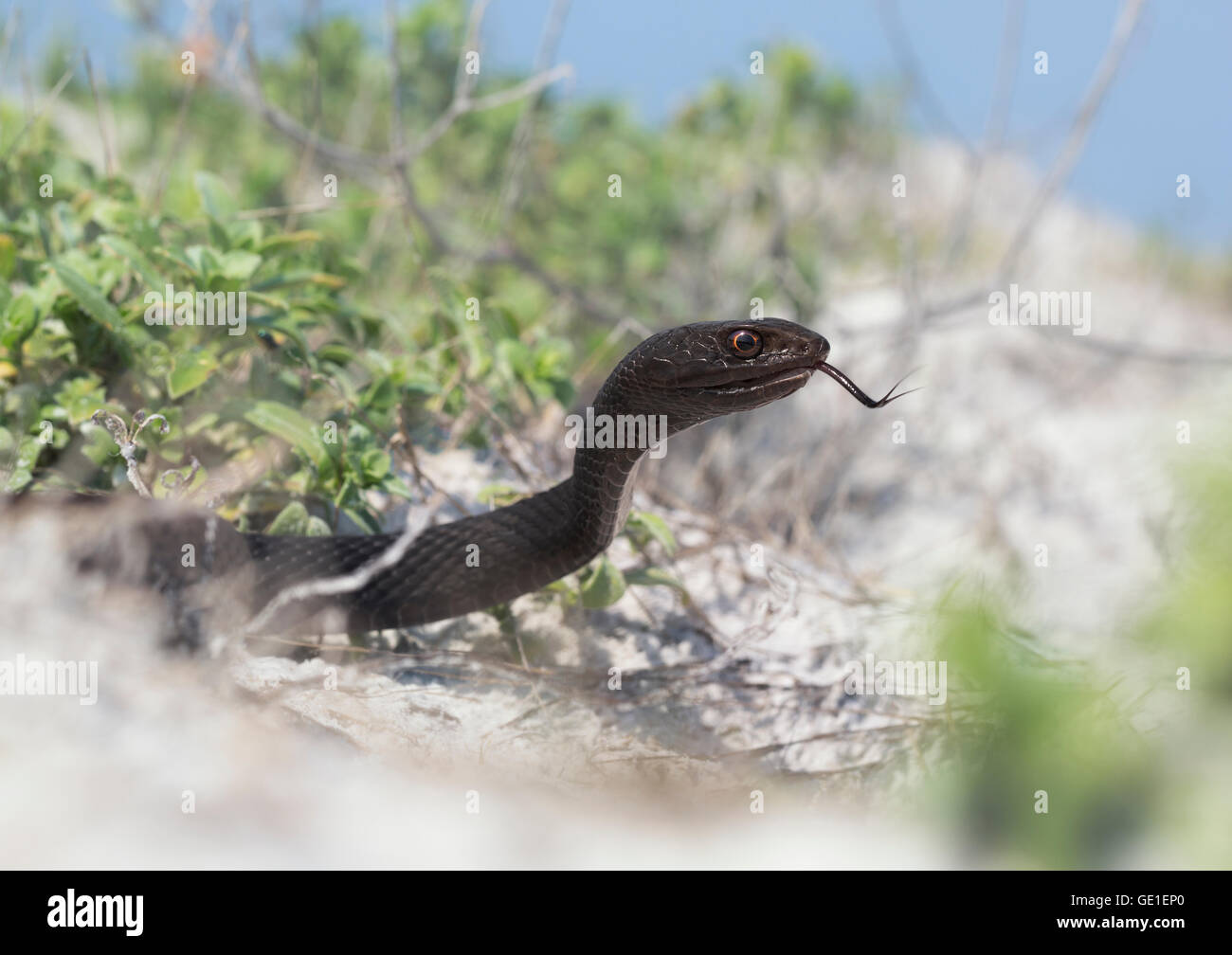 Portrait of an adult Eastern Coachwhip (Masticophis flagellum ) snake on beach, Florida, United States Stock Photo