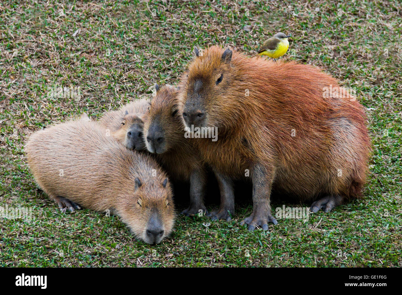 Group of Capybaras with bird sitting on back, Sao Paulo, Brazil Stock