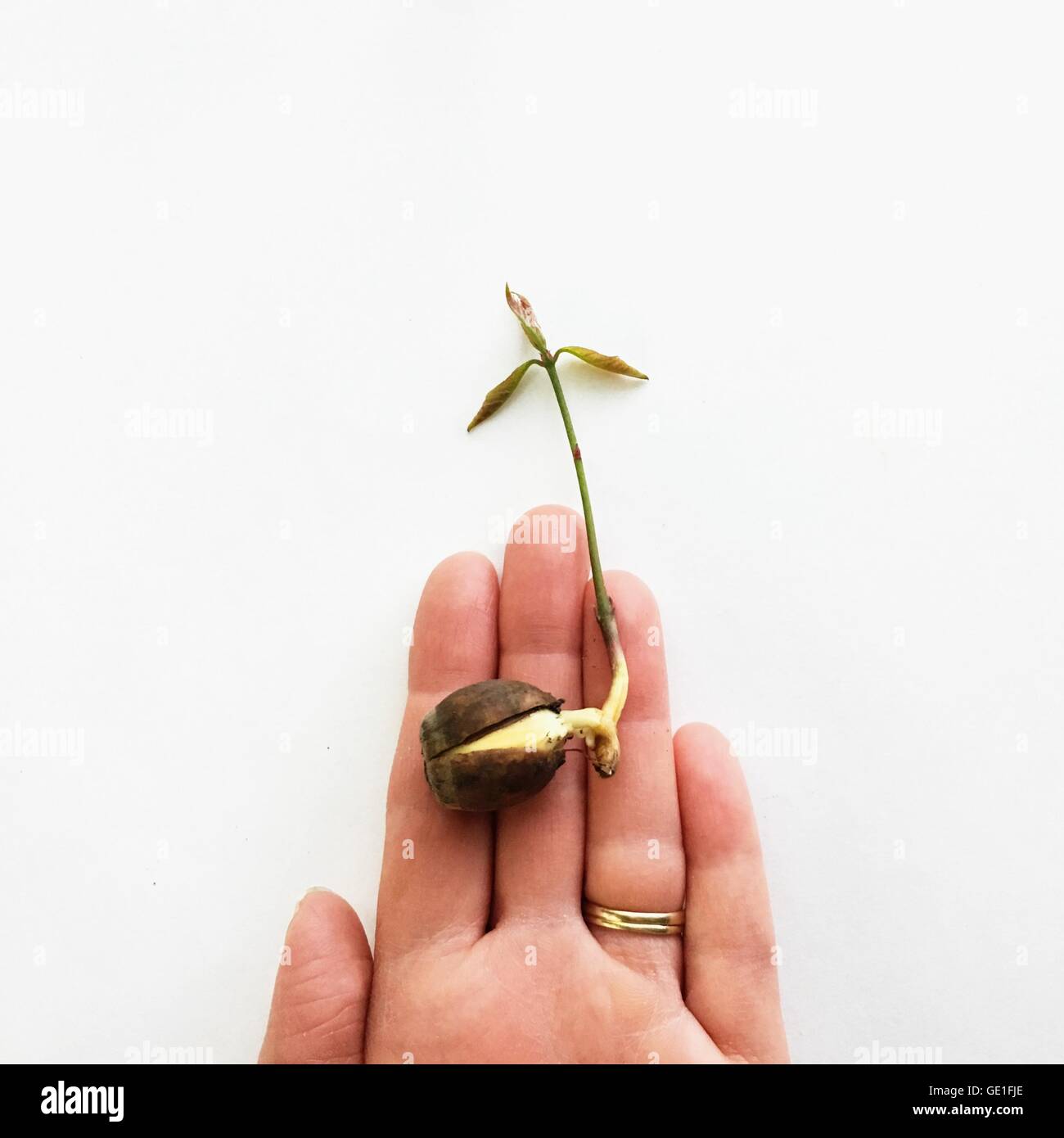 Hand holding sprouting seedling Stock Photo