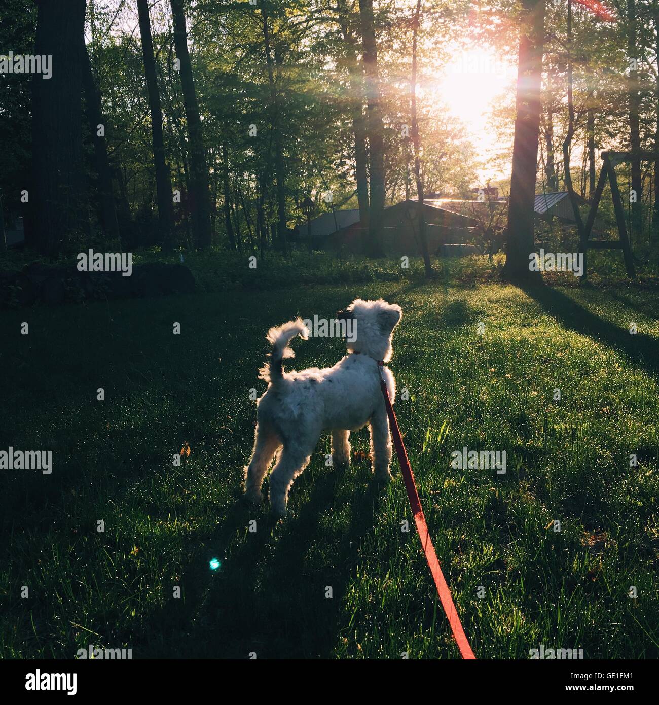 Dog on leash in forest Stock Photo