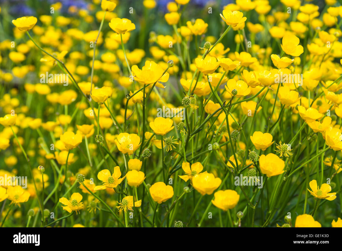 Lawn of the buttercup flower, selective focus Stock Photo