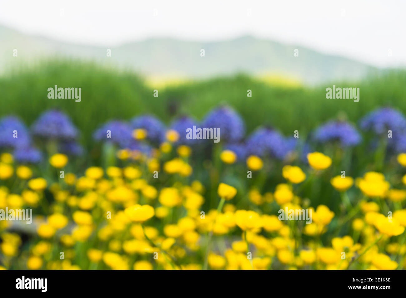 Blurred lawn of the buttercup flower, Japan Stock Photo