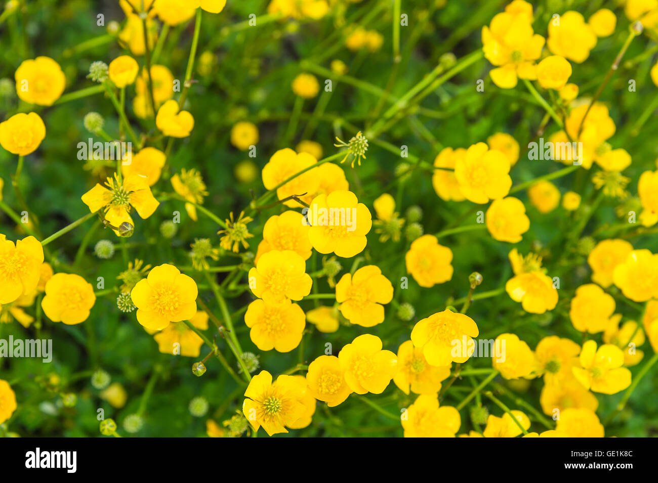 Lawn of the buttercup flower, top view Stock Photo