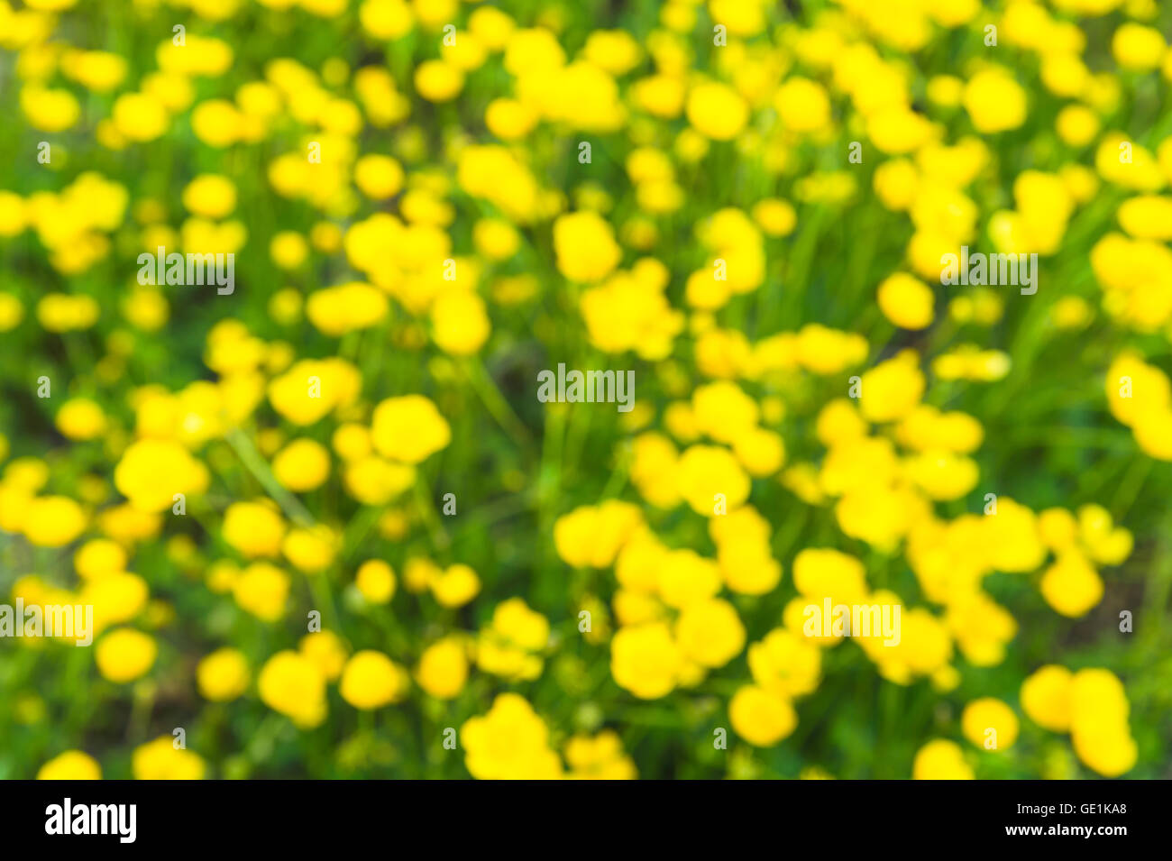 Blurred lawn of the buttercup flower, Japan Stock Photo