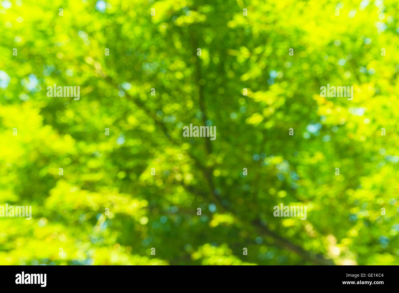 Blurred green maple leaves Stock Photo