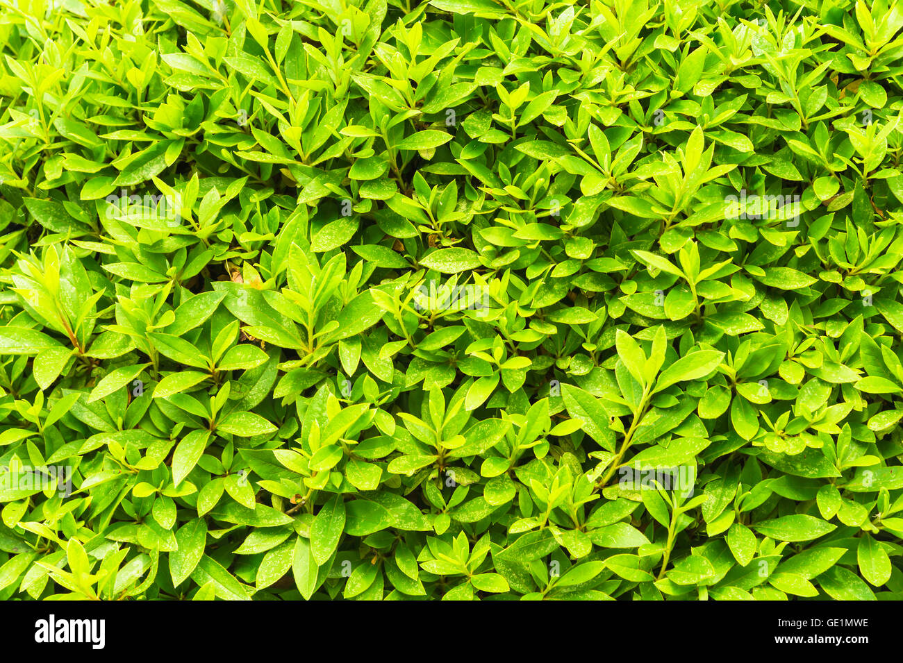 Green leaf, tiny green leaf, natural green background texture Stock Photo