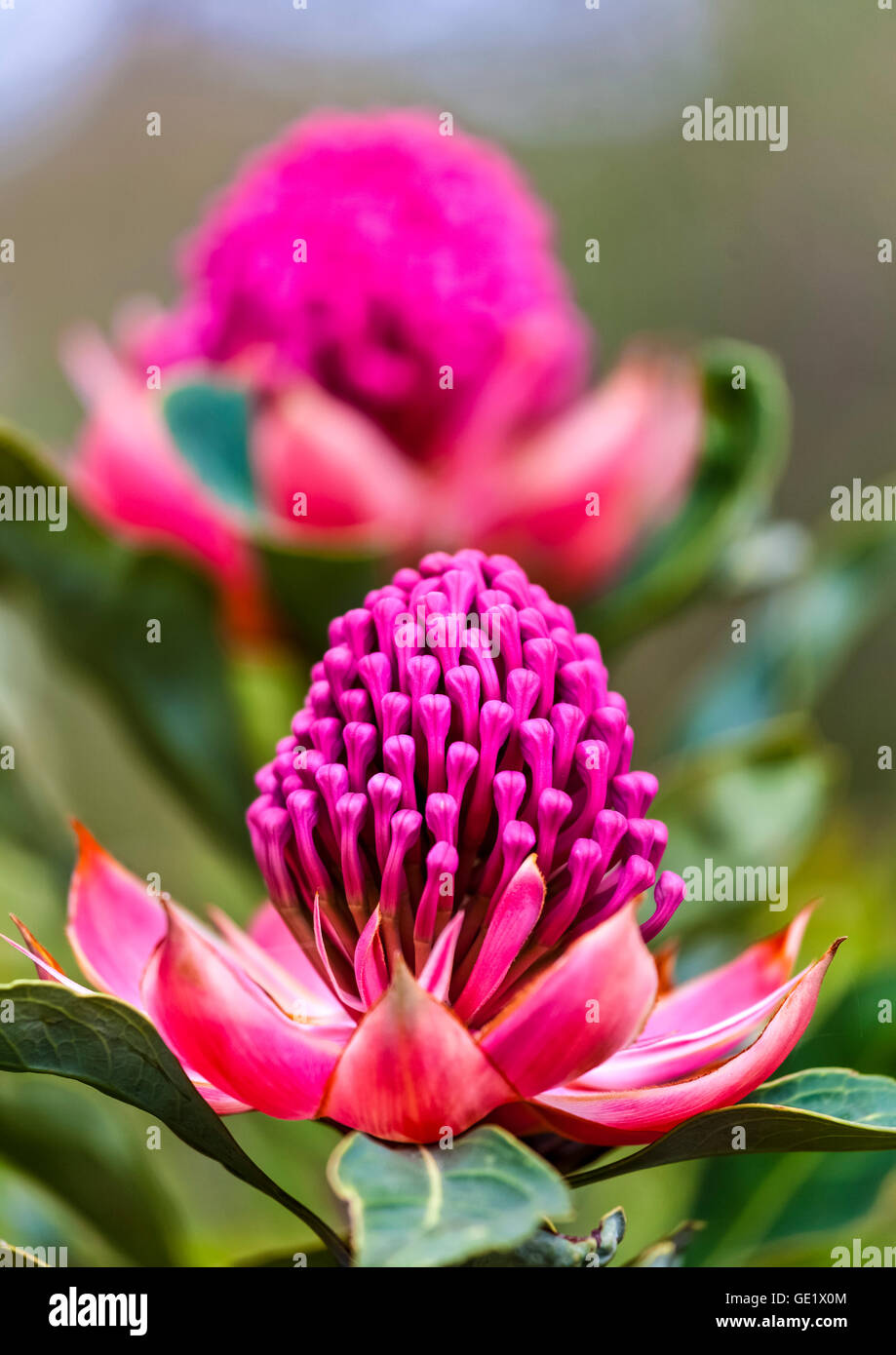 The Waratah is the floral emblem of New South Wales Stock Photo