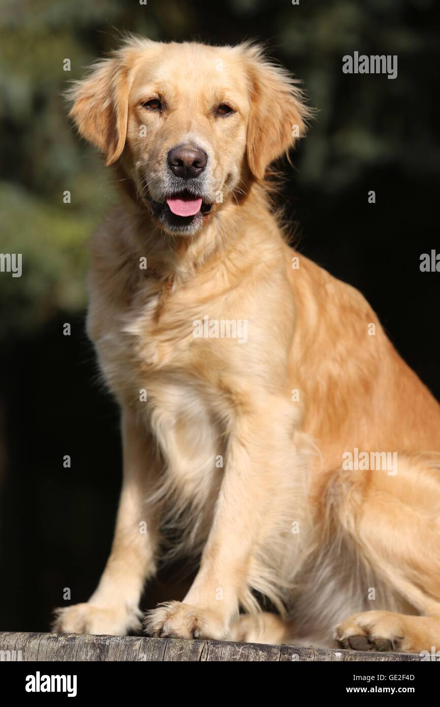 sitting Golden Retriever Stock Photo - Alamy