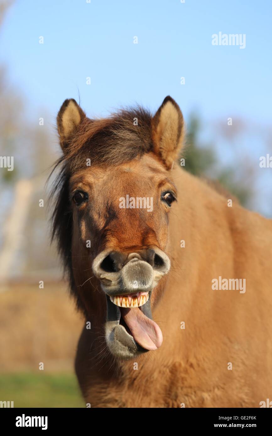 Icelandic horse Portrait Stock Photo