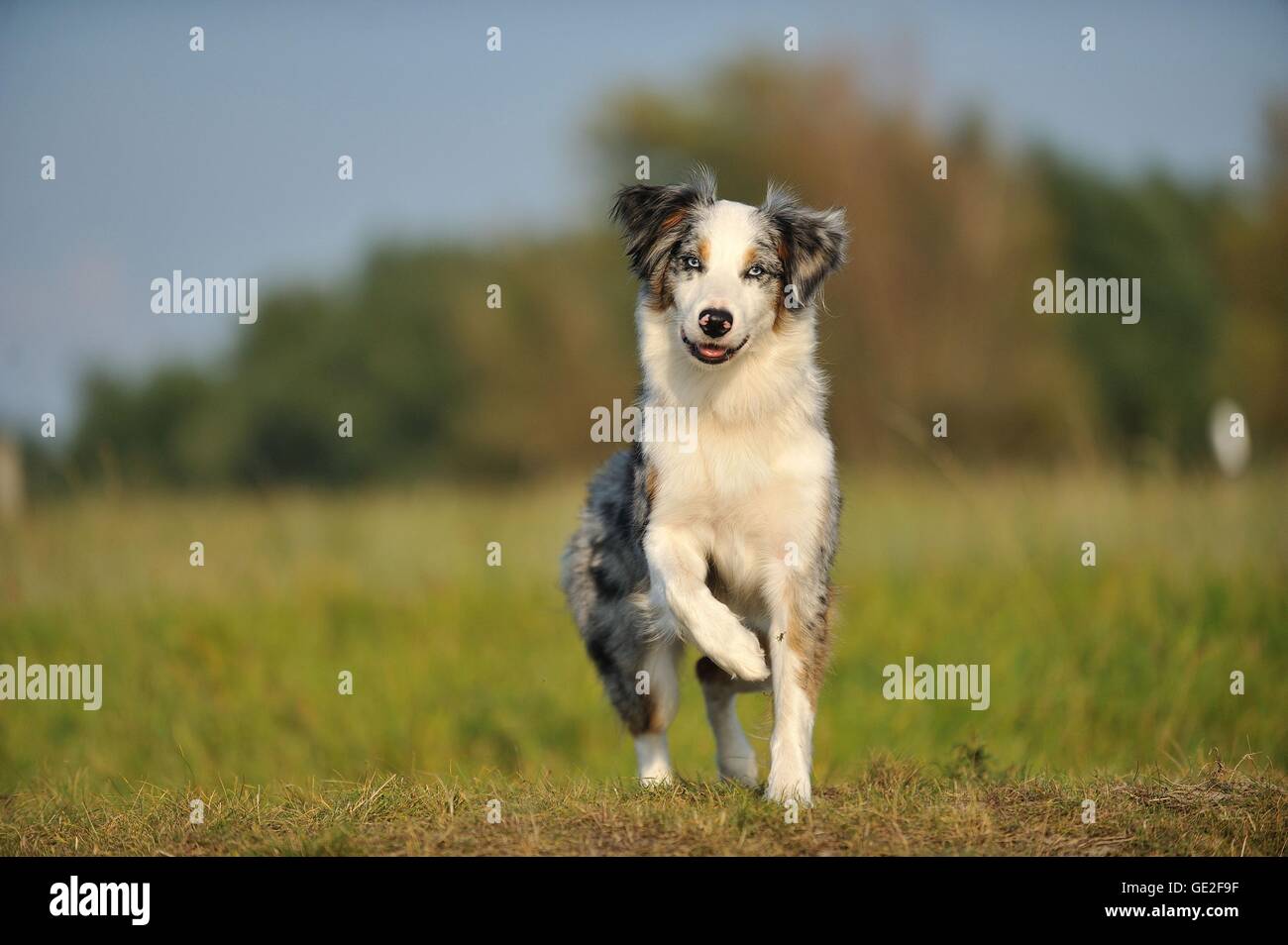 running Australian Shepherd Stock Photo Alamy