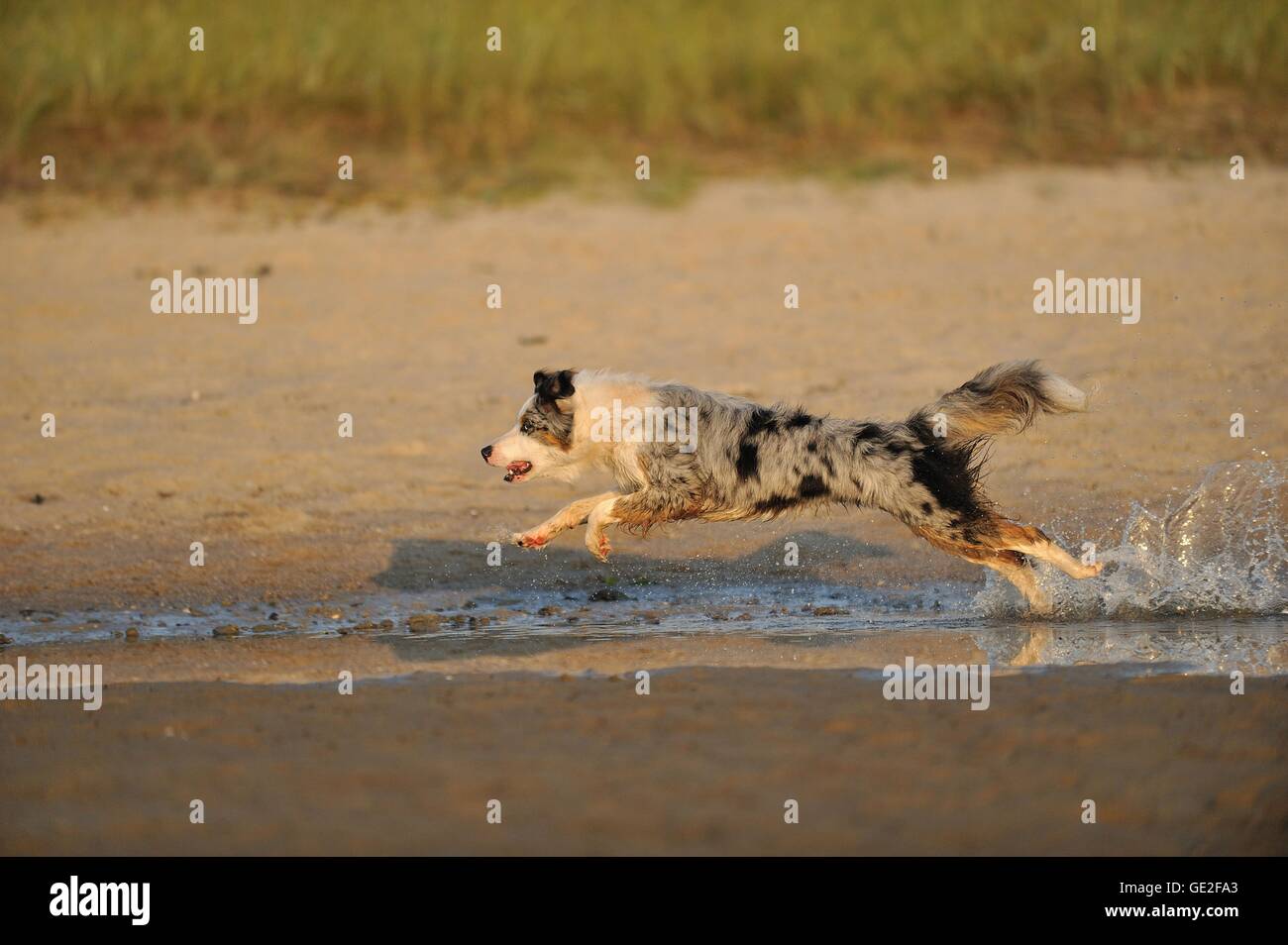 running Australian Shepherd Stock Photo Alamy