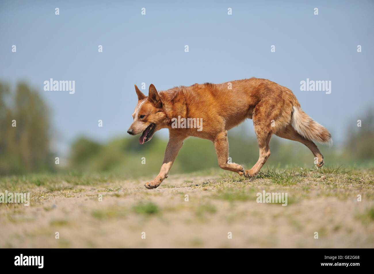 walking Australian Cattle Dog Stock Photo Alamy