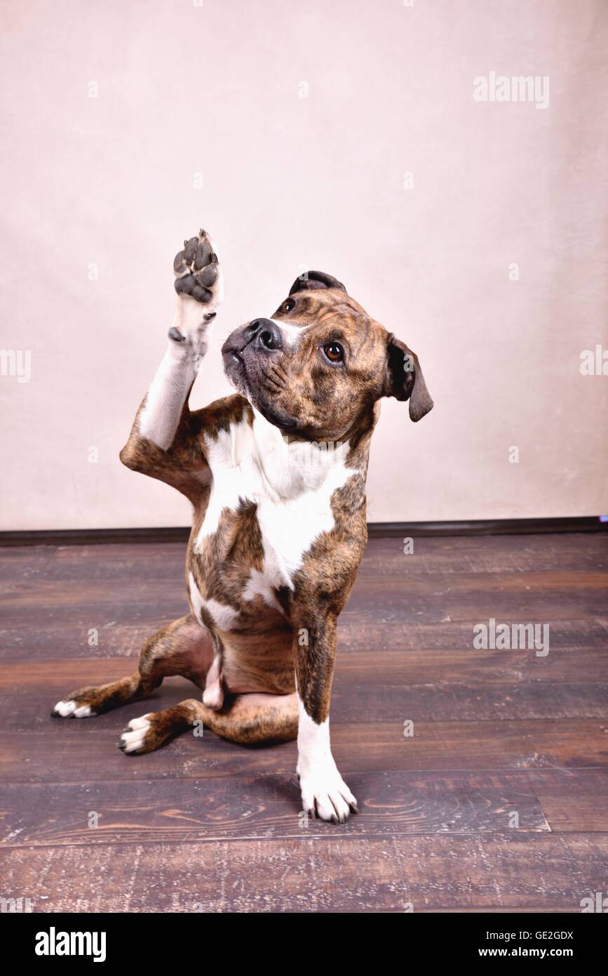 Olde English Bulldog gives paw Stock Photo Alamy