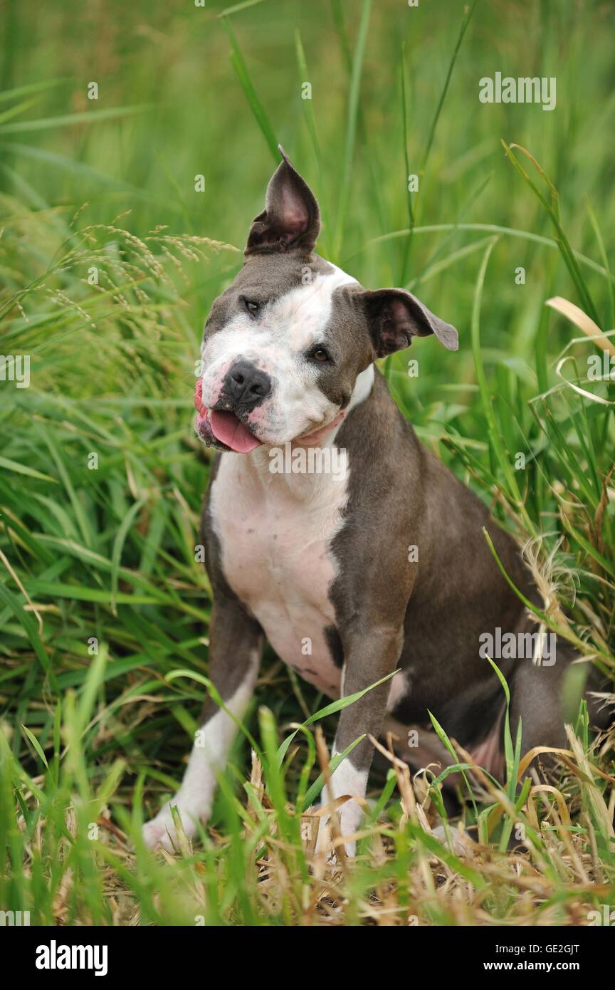 sitting American Staffordshire Terrier Stock Photo