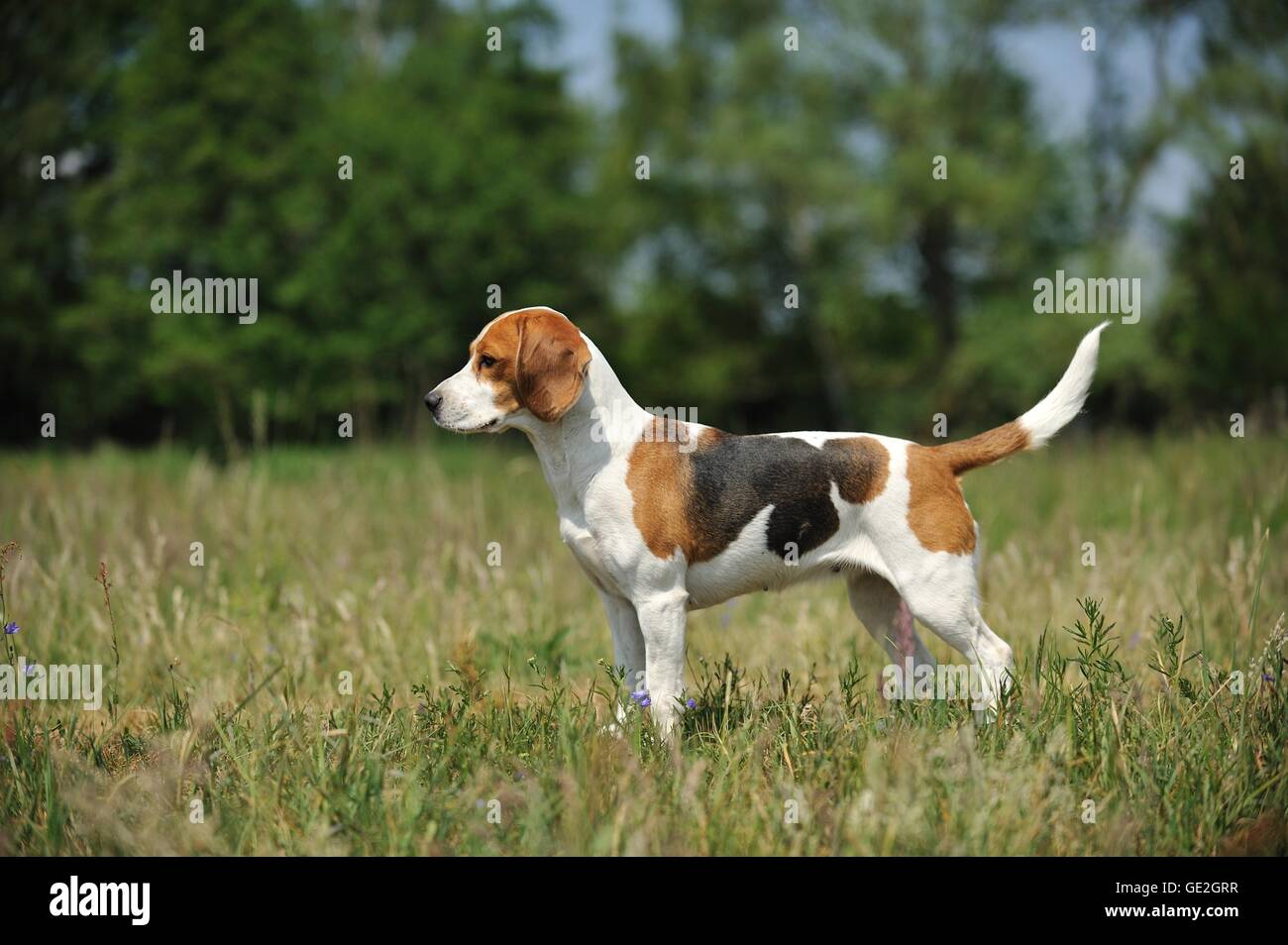 Standing Beagle Puppy Profile