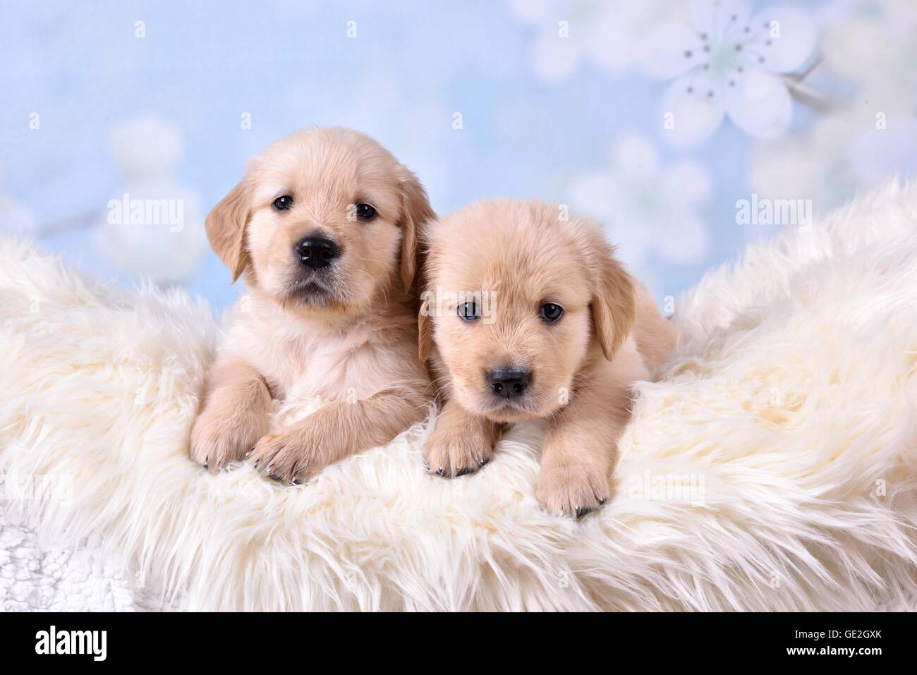2 hotsell golden retrievers