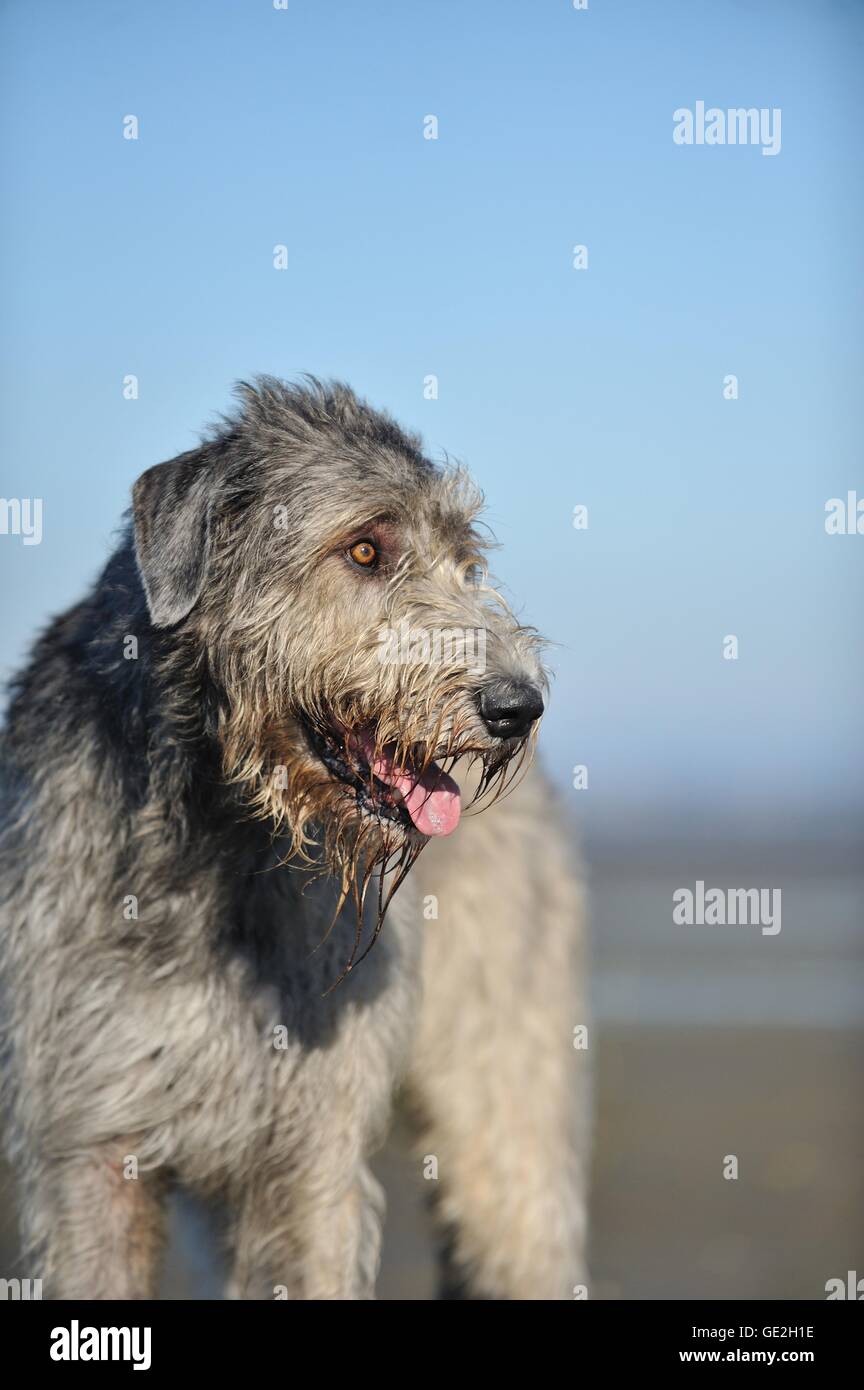 Irish Wolfhound Portrait Stock Photo 111924666 Alamy