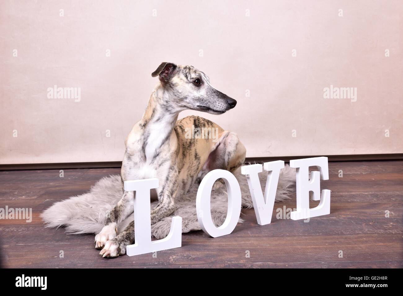 Whippet love hotsell