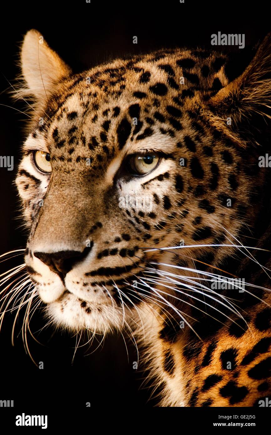 Black leopards hi-res stock photography and images - Alamy